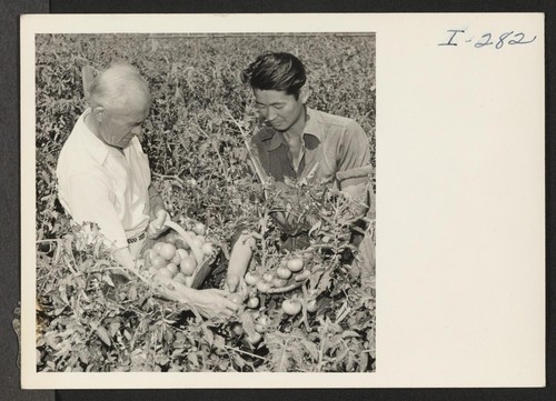 Hideo Ishimoto at the Wallrath Greenhouses in Waltham, Massachusetts, with Mr. Wallrath. Hideo is from Heart Mountain and previously from San Jose, California. Photographer: Iwasaki, Hikaru Waltham, Massachusetts