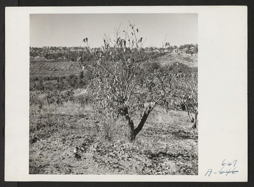 A 70 acre fruit ranch formerly operated by M. Miyamoto. This ranch, now not being worked, raised principally plums, peaches and pears. Photographer: Stewart, Francis Penryn, California