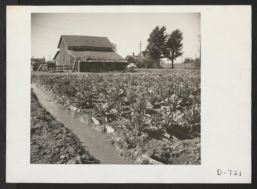 A 10-acre truck crop ranch at Compton, California, formerly farmed by Japanese, now being run by B. G. Moriset. Photographer: Stewart, Francis Compton, California