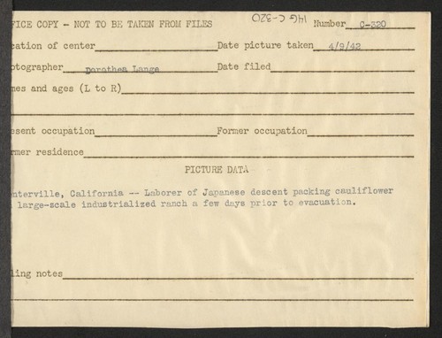 Centerville, Calif.--Laborer of Japanese descent packing cauliflower on large-scale industrialized ranch a few days prior to evacuation. Photographer: Lange, Dorothea Centerville, California