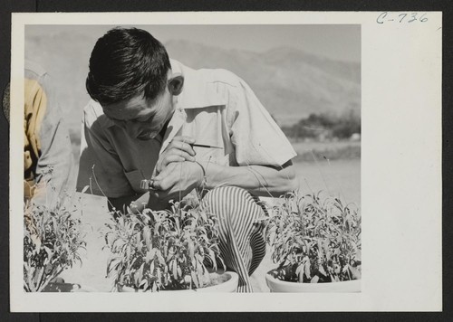 George J. Yokomizo, hybridizer for the guayule rubber experiment project. Photographer: Lange, Dorothea Manzanar, California