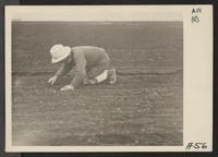 So-called stoop laborer is shown weeding a celery field. Many persons ...