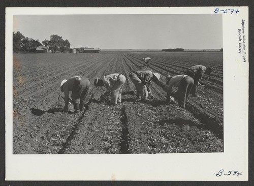 Volunteer farm workers thin lettuce. Photographer: McClelland, Joe Amache, Colorado