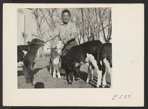 Center dairy farm foreman, J. Abe, with several of his born proteges who have already learned where their lunch is liable to be found. Photographer: Parker, Tom Amache, Colorado