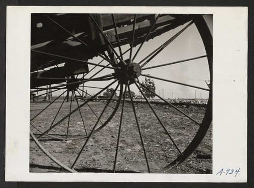 200 acres of cauliflower, cabbage, lima beans, formerly farmed by Japanese, but now being run by the Farm Products Co. Photographer: Stewart, Francis Dominguez Hills, California