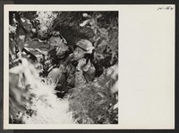 A telephone switch board and operator is here shown deeply dug in during maneuvers of the 552nd field artillery. The