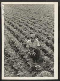 Yoshimi Shibata inspects carrots, one of the many truck crops raised under his direction by the Midwestern Farm Company, owned