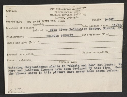 Watering chrysanthemum plants in Nakata and Son hot house. Many rare and patented flowers have been developed by this firm. Some of the blooms shown in this picture have never been shown before. Photographer: Stewart, Francis Rivers, Arizona