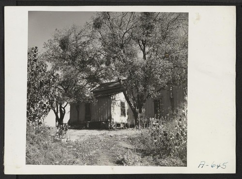 A 70 acre fruit ranch formerly operated by M. Miyamoto. This ranch, now not being worked, raised principally plums, peaches and pears. Photographer: Stewart, Francis Penryn, California