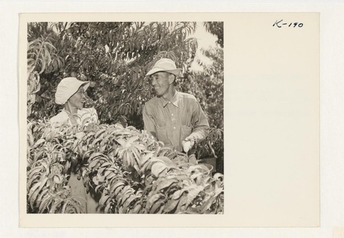 Mr. and Mrs. Takeda, formerly of the Granada Relocation Center, were among the first to be employed by Mr. Whitton in April. Photographer: Iwasaki, Hikaru Wheatland, California