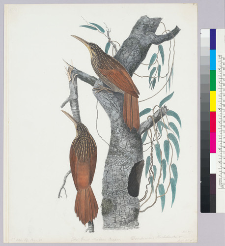 Xiphorynchus flavigaster. Ivory-billed Woodcreeper