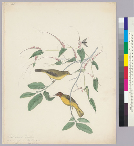 Dendroica petechia. Yellow Warbler