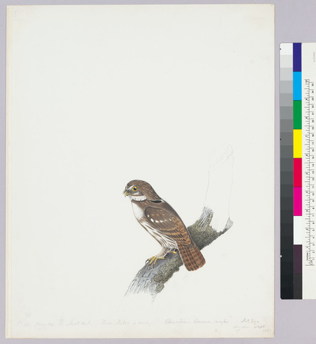 Glaucidium brasilianum. Ferruginus Pygmy-owl