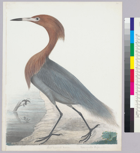 Dichromanassa rufescens. Reddish Egret