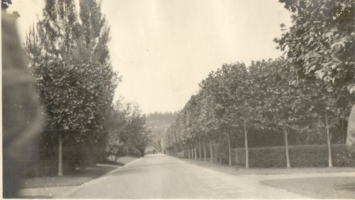 European sycamores trimmed on the William H. Crocker Estate