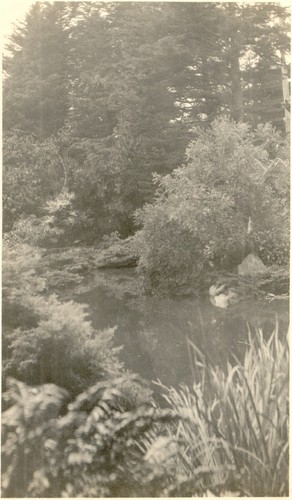 Japanese Garden, Golden Gate Park