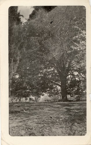 Oak tree on Waterhouse Place