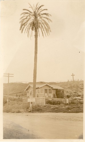 Oldest Palm planted in California, San Diego