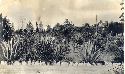 Cactus Garden on Letts Estate, Hollywood