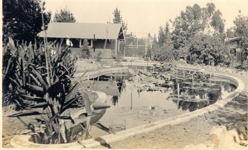 Lily pond at the Arthur Letts Estate, Hollywood — Calisphere