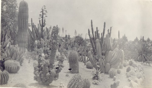 Cacti at Huntington Botanical Gardens