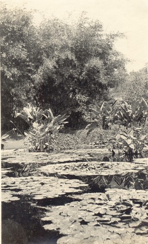 Lily pond at Huntington Estate, Pasadena