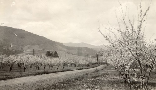 Blossom Time