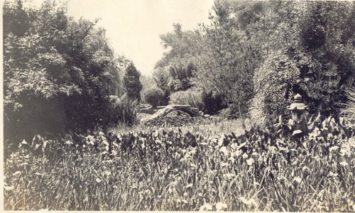Huntington Japanese Garden, Pasadena