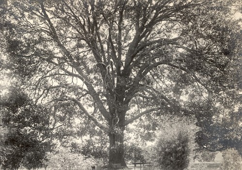 The Old Oak