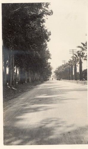 Poor street planting, Monrovia