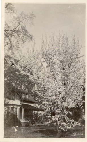 Prune tree in bloom