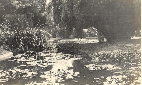 Lily pond at Huntington Estate, Pasadena