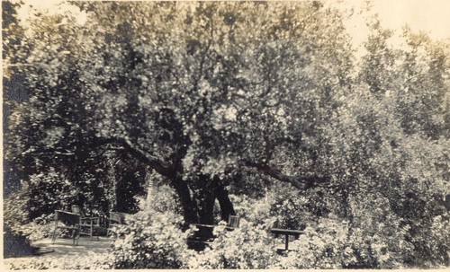 Oak used as breakfast room, George O. Knapp Estate, Montecito