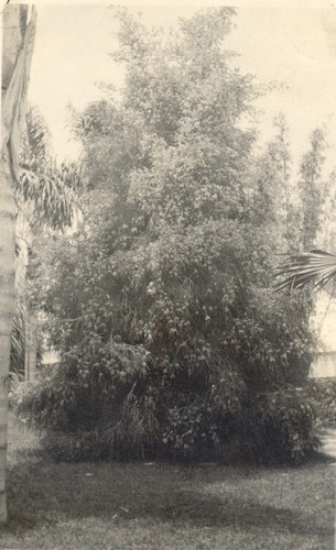 Good specimen melaleuca genistifolia, Clinton B. Hale Residence, Santa