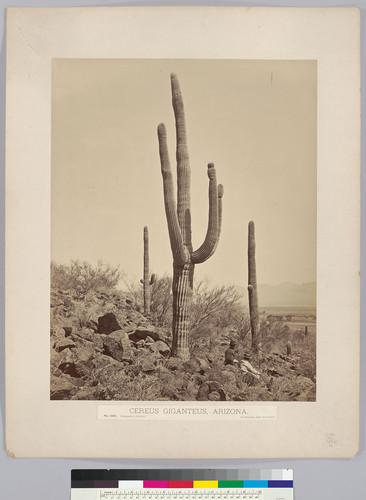 Cereus Giganteus, Arizona