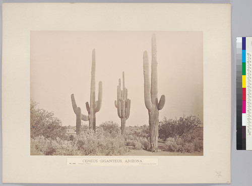 Cereus Giganteus, Arizona