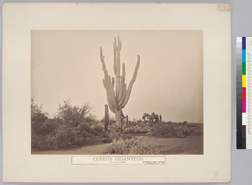 Cereus Giganteus, Arizona. S[outhern] P[acific] R[ail]R[oad], Arizona