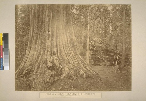 Calaveras Mammoth Trees. George Washington and Eagle's Wing