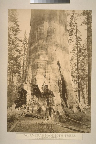 Calaveras Mammoth Trees. The Mother of the Forest