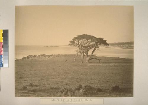 Monterey, California. View North from Cypress Point