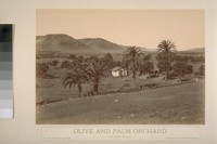 Olive and Palm Orchard. San Diego Mission