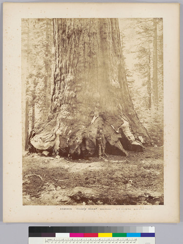 Sequoia "Grizzly Giant" Mariposa. 110 ft. round at base, 93[?] ft. at 20[?] feet from ground. [Section of the Grizzly Giant]