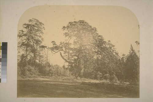 Dwarf pines, Mendocino