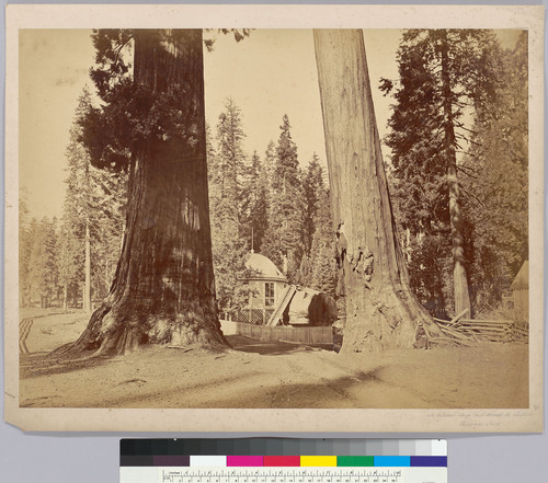 Cathedral Stump House through the Sentinels, Calaveras Grove