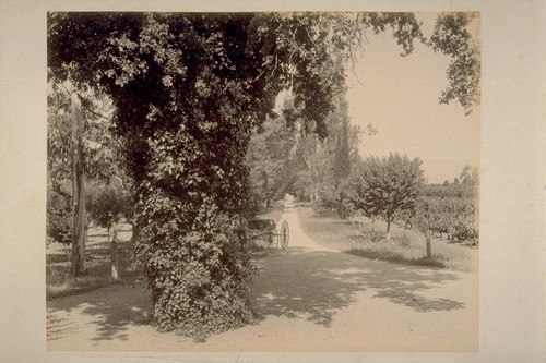 Entrance Drive and Vineyard of C. F. Leiding