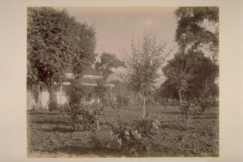 Residence of Chas. T. Wilkinson, Showing Prune Trees and Young Grape Vines, Adjoining El Verano