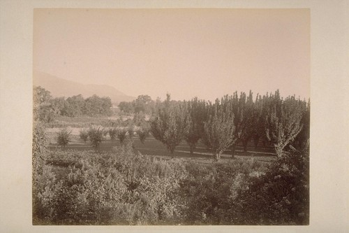 Cherry Orchard of Chas. T. Wilkinson, Adjoining El Verano