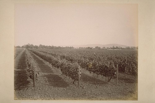 The Gift Vineyard, Sonoma Valley