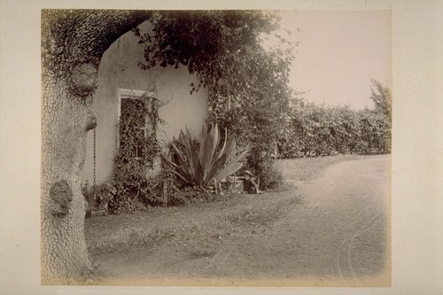 Ewell Residence, Showing Grape Arbor