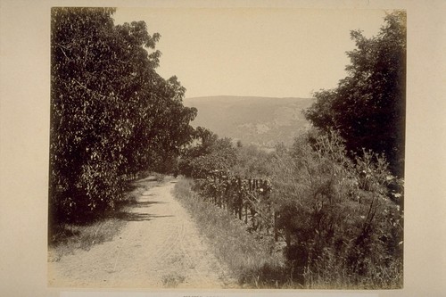 Entrance Drive, to Residence of Hon. Wm. McPherson Hill